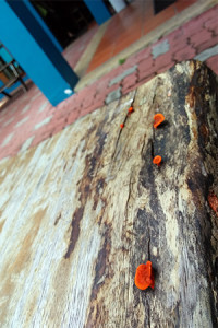 The orange fungus growing on a wooden stool in the Inner Courtyard. Photo: Jocelyn Chng